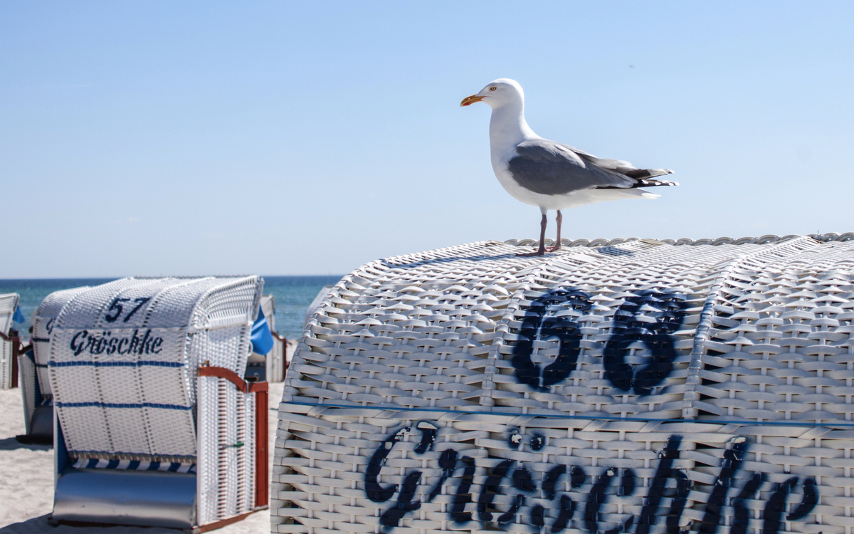 Möwe auf einem Strandkorb in Grömitz