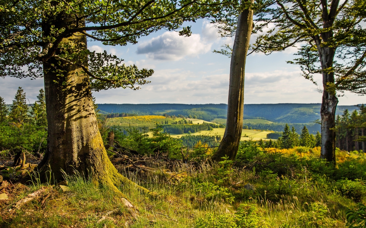 Waldlichtung im Sauerland