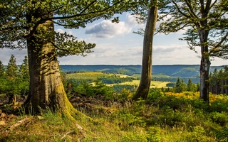 Waldlichtung im Sauerland